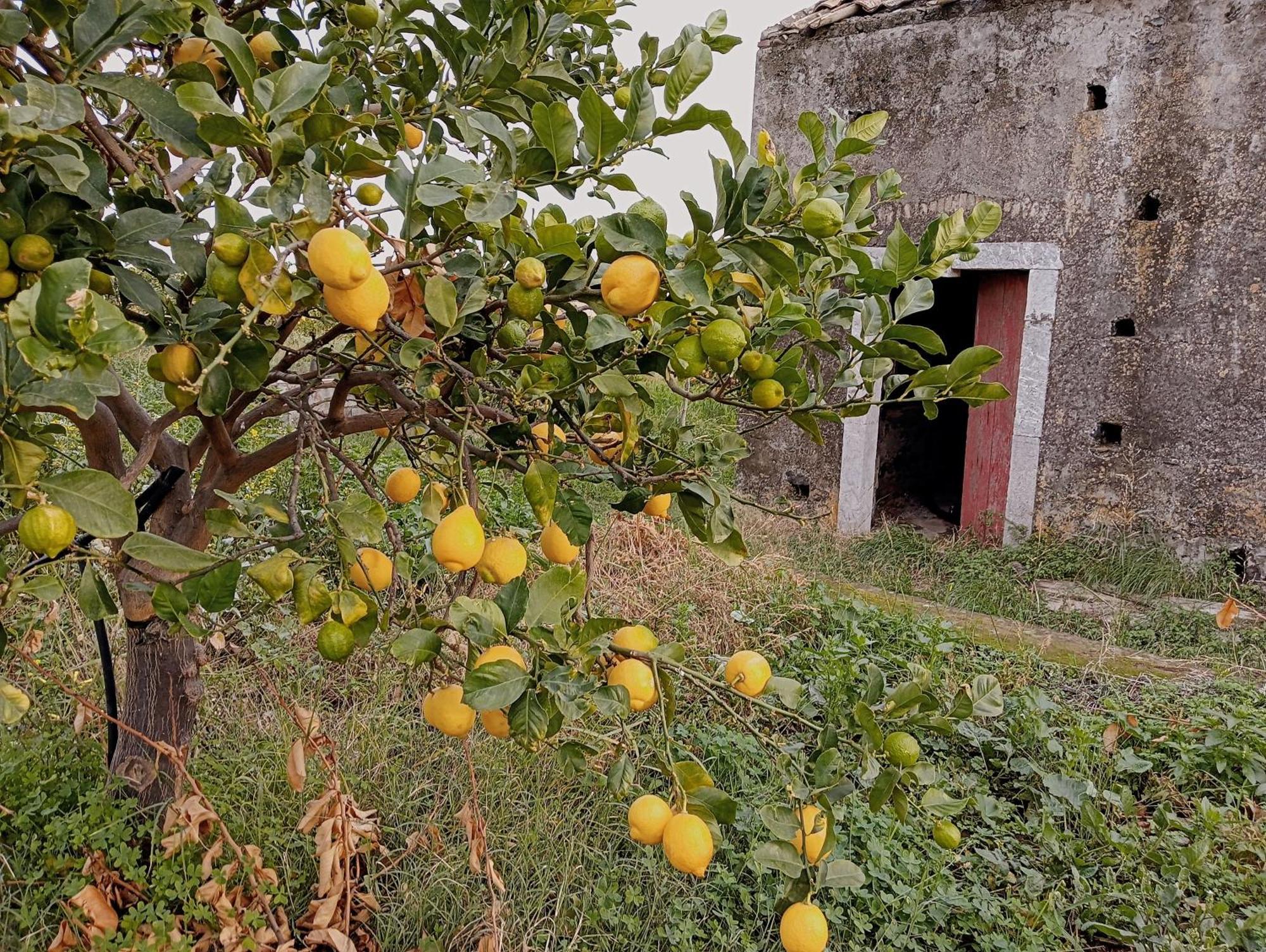 Villa Laura Apartment Giardini Naxos Εξωτερικό φωτογραφία